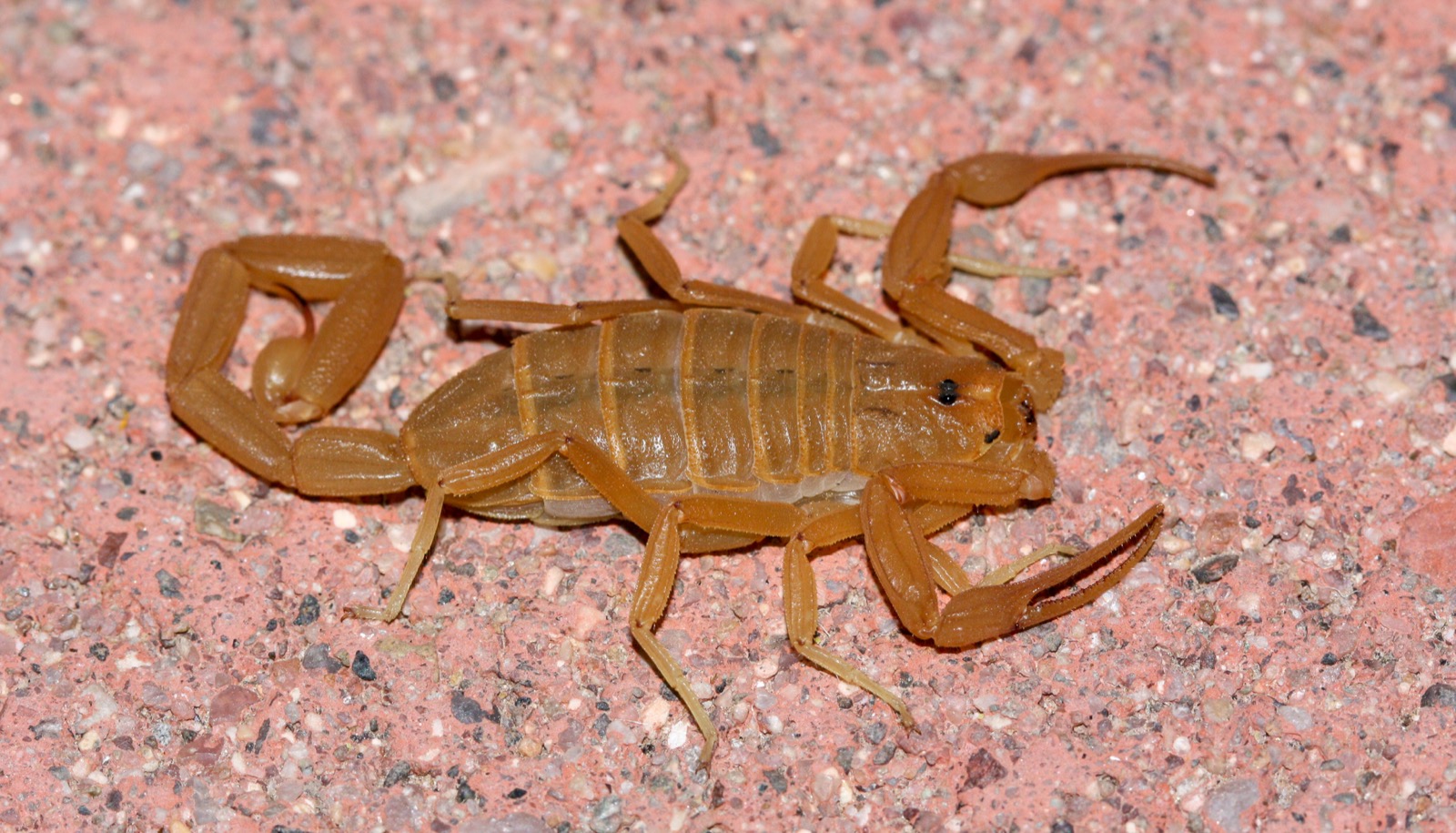 Adult Arizona bark scorpion showing the light tan body, thin pincers, and slender tail held to the side