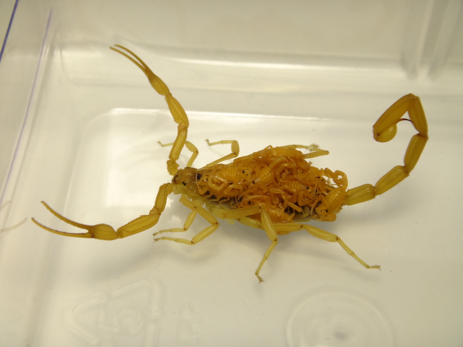 Female Arizona bark scorpion carrying her newborn scorlings on her back