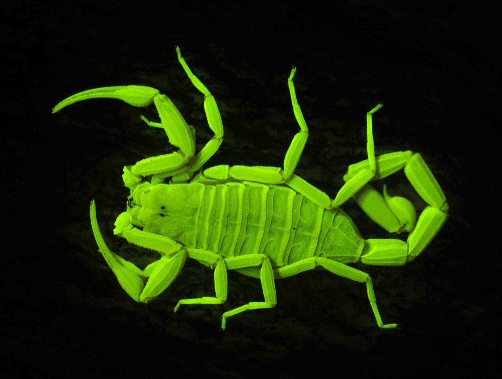 Arizona bark scorpion glowing bright cyan-green under 365nm UV light